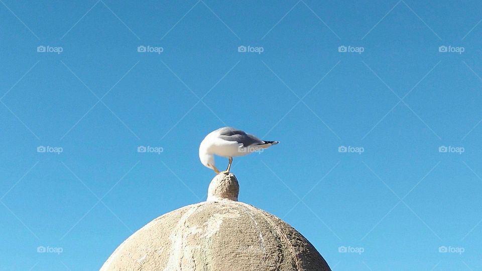 Prayer of a seagull.