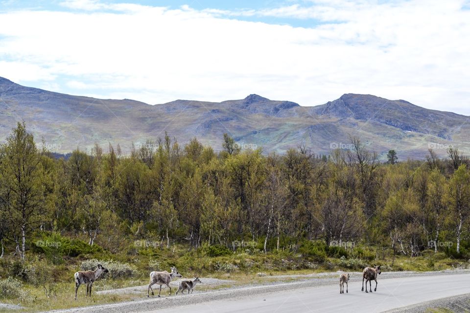 Beautiful landscape with reindeers and mountains