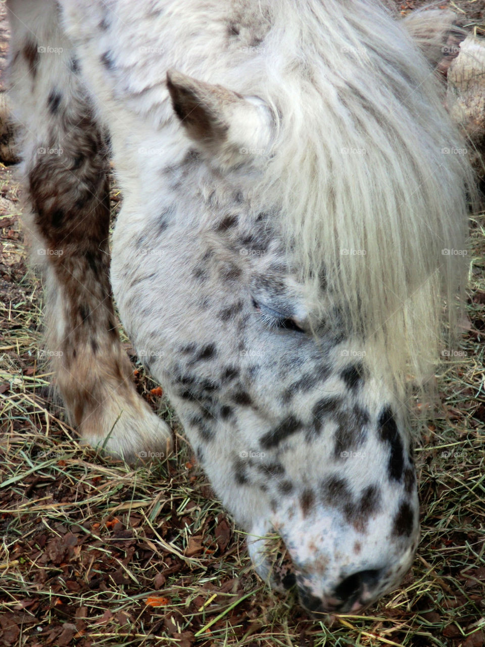 Cute black and white pony