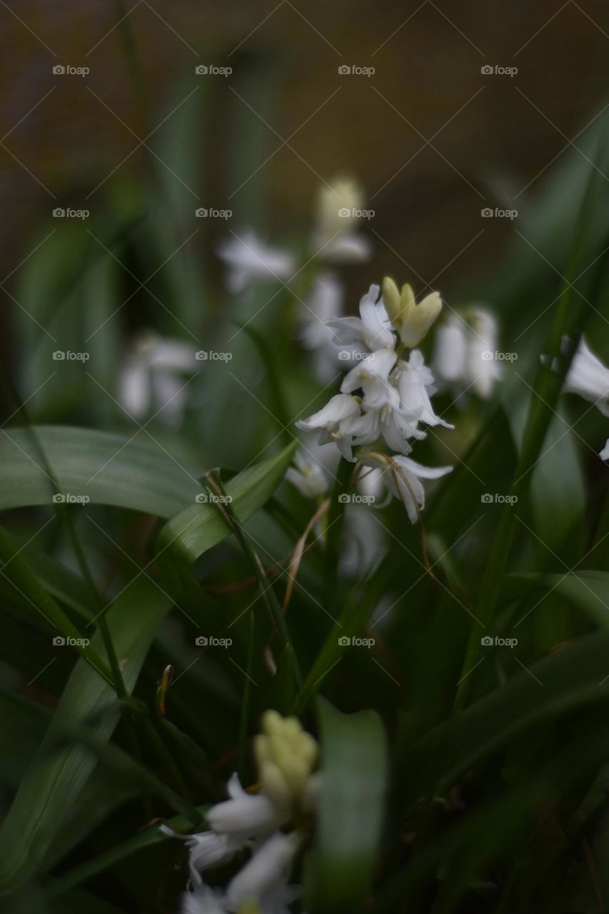 White Flowers on a natural dark background 