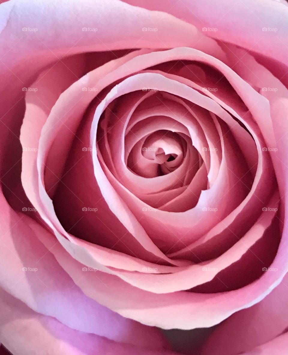 Pink rose 