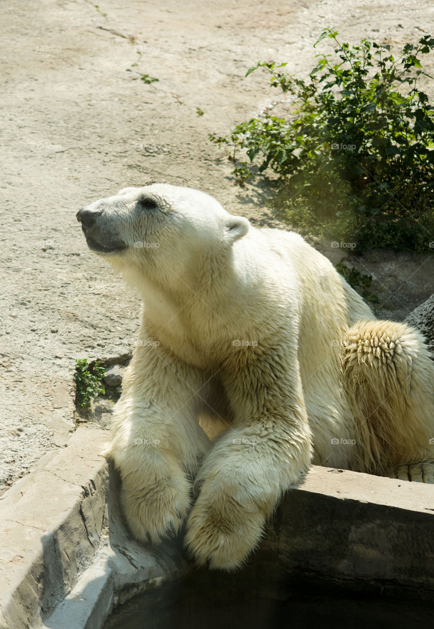 Polar bear