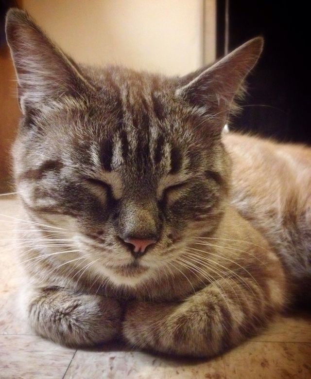 cat