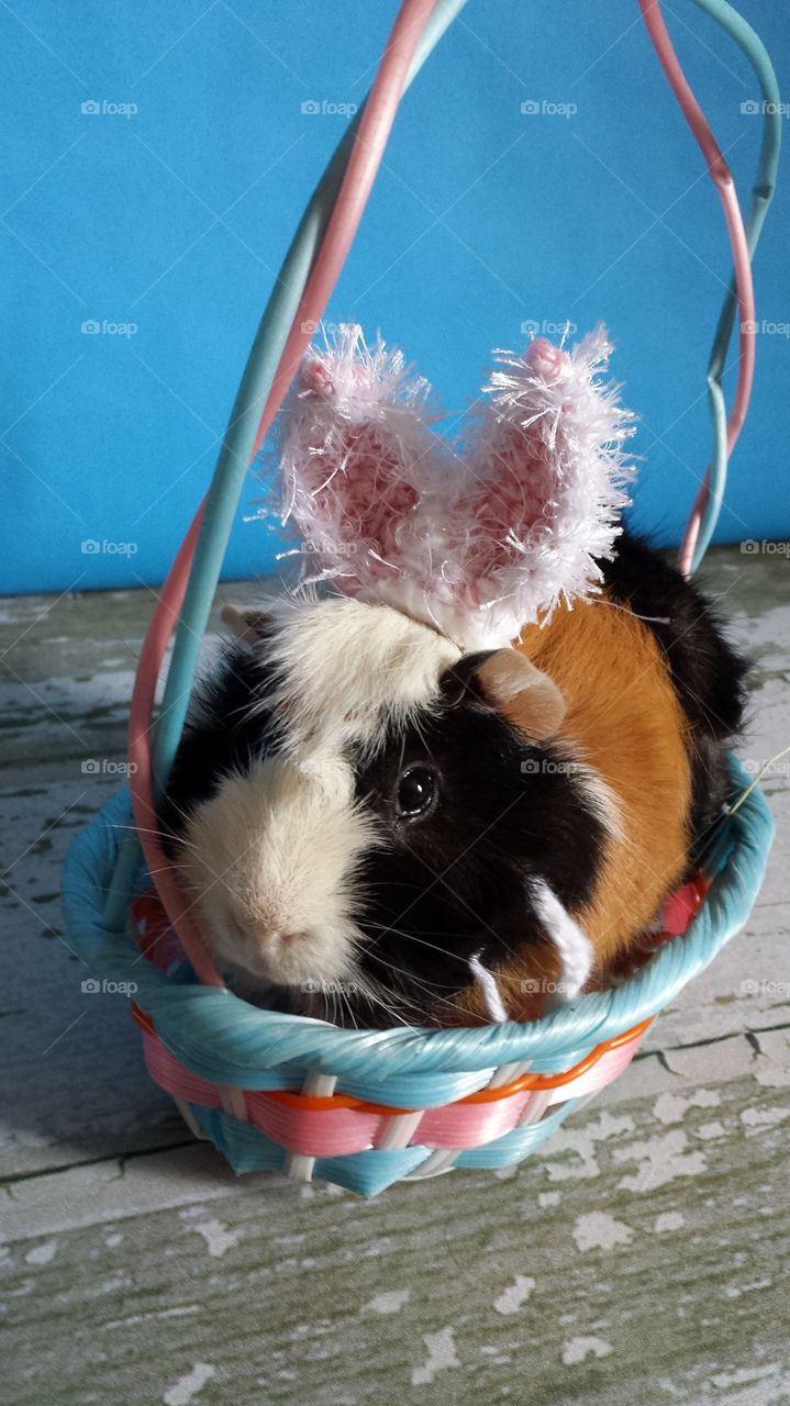 Easter Pig