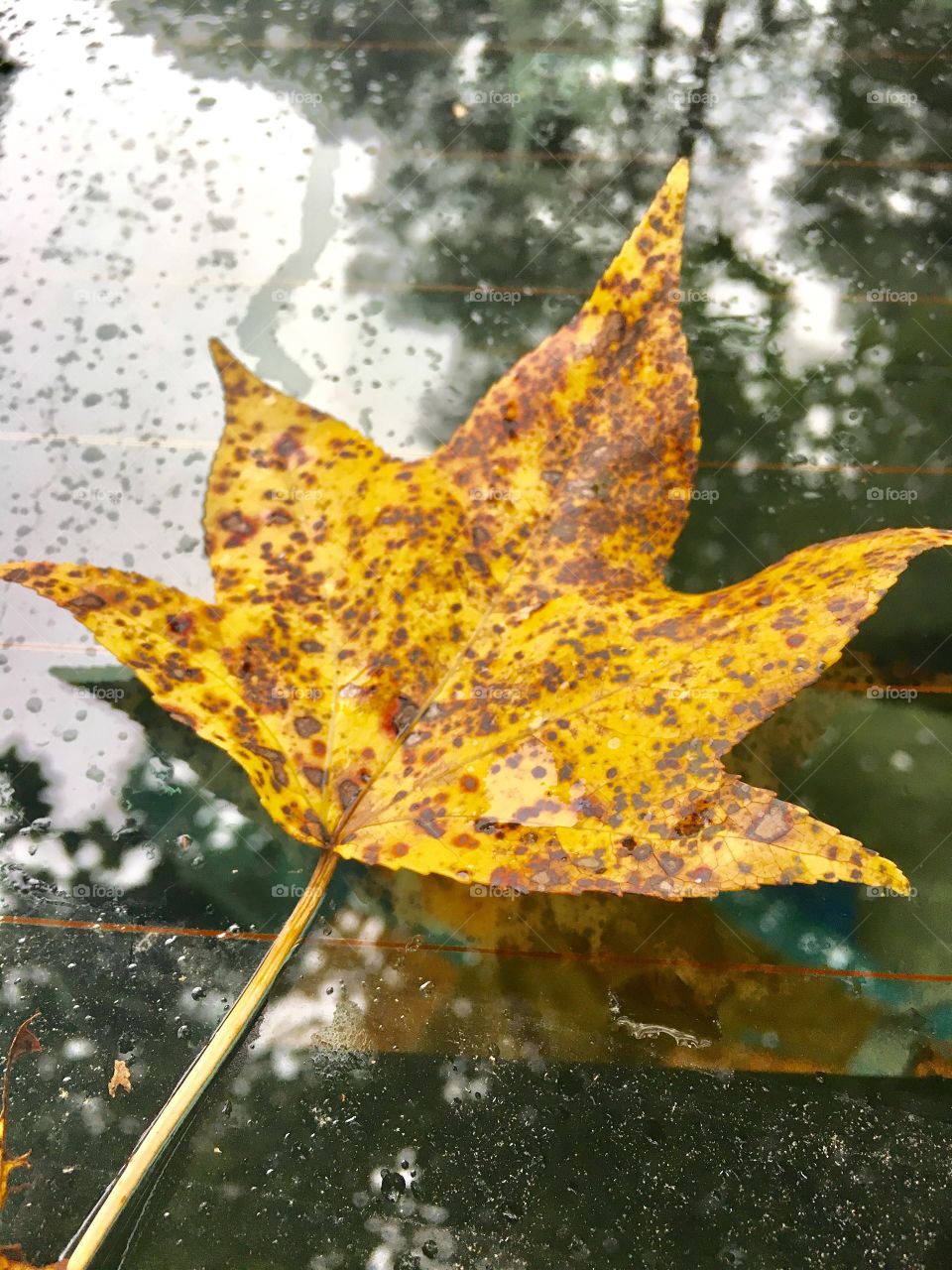 Sweetgum leaf on car window 