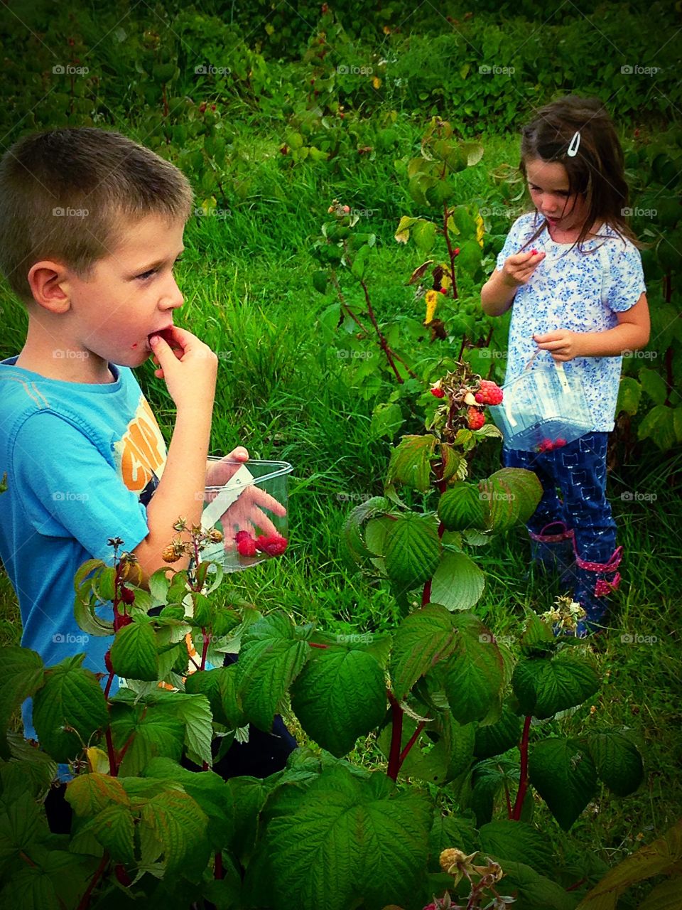 Children eating fresh raspberries 