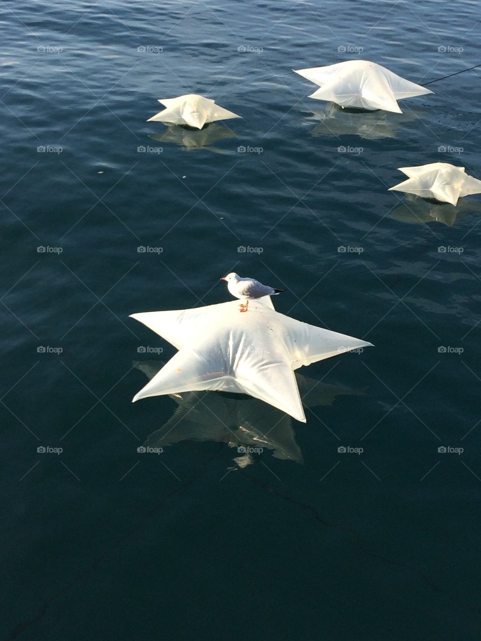 Lone seagull bird sitting on an inflatable star on Lake Geneva.