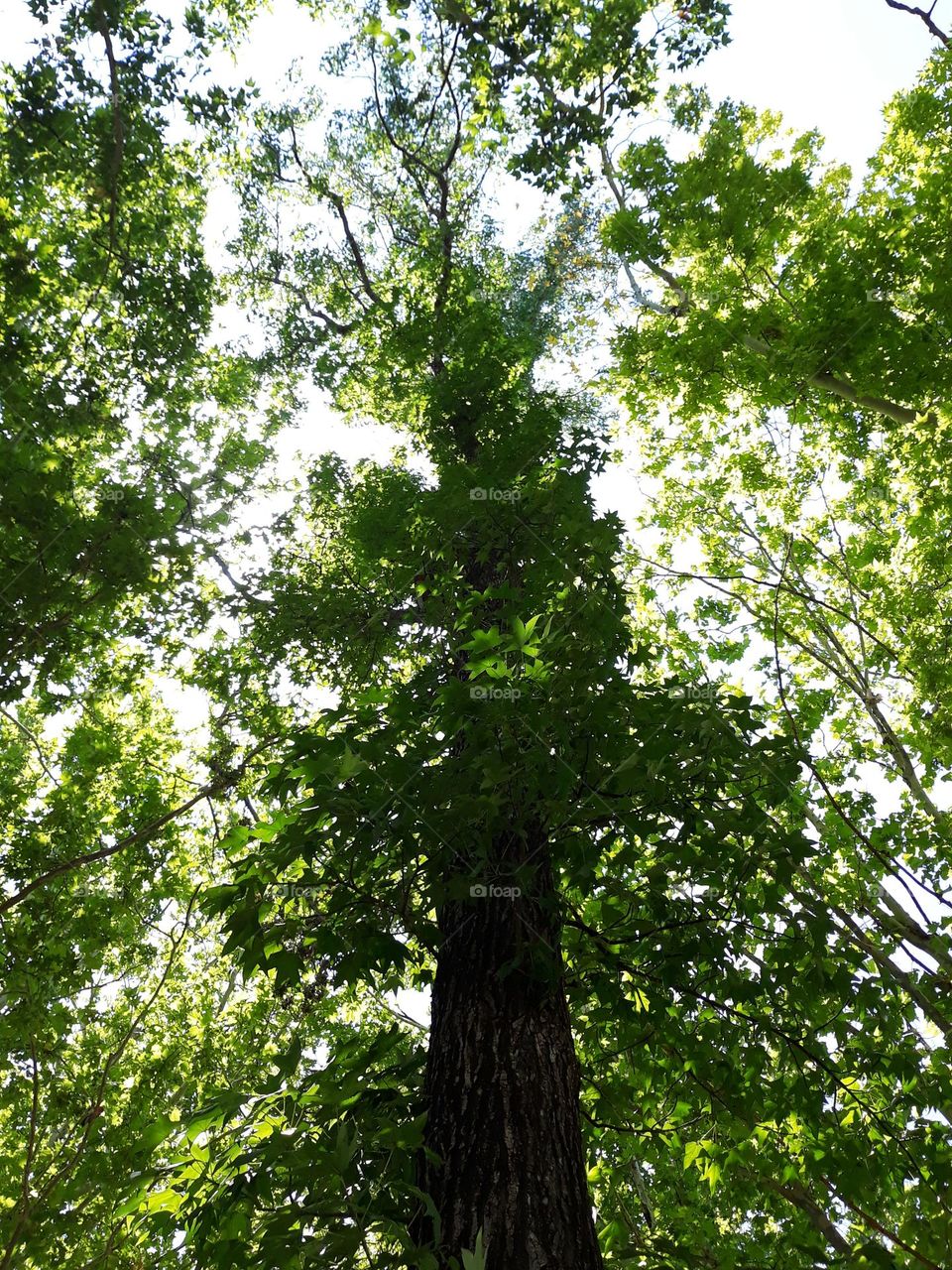 from the ground looking up at a beautiful old oak tree