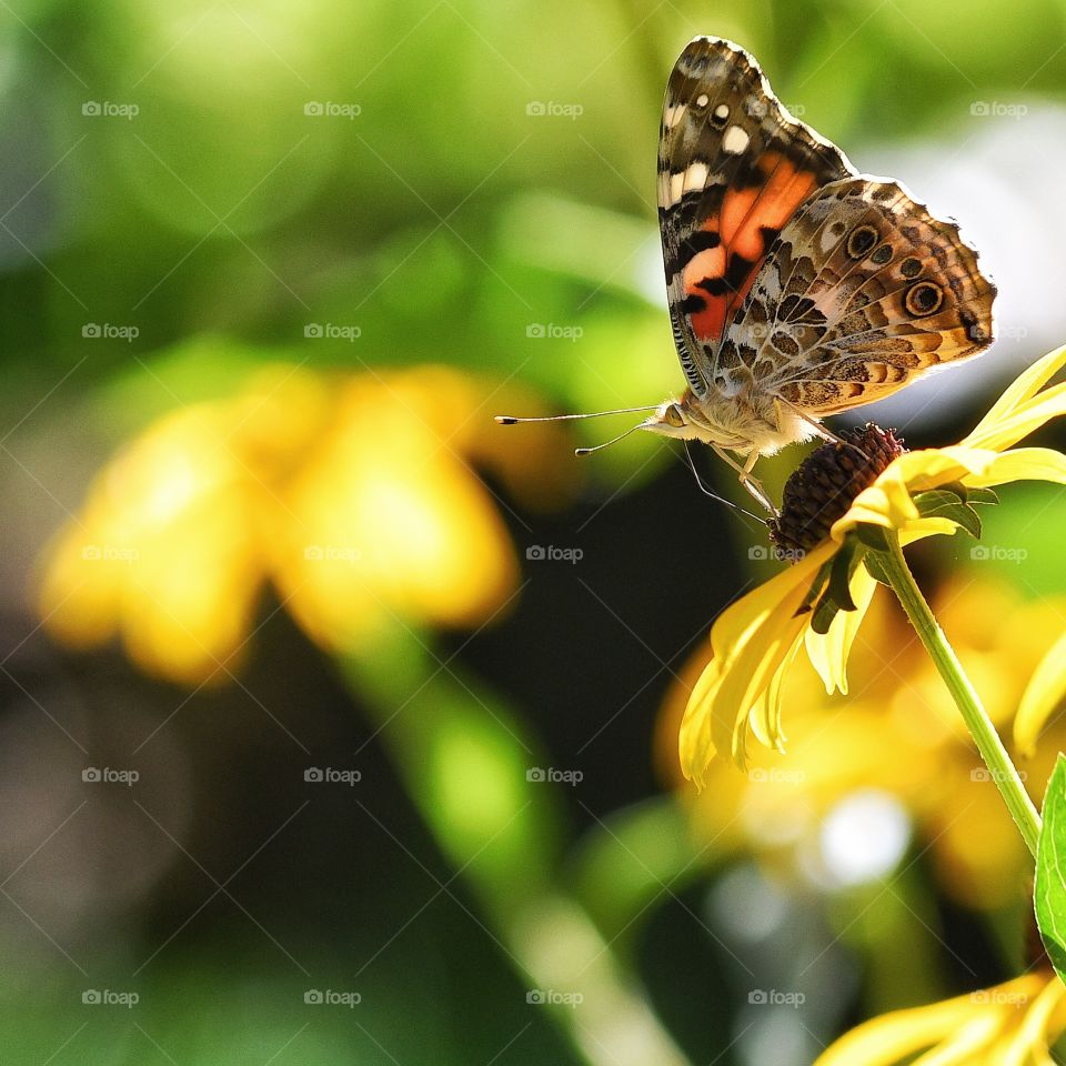 Painted Lady Butterfly 