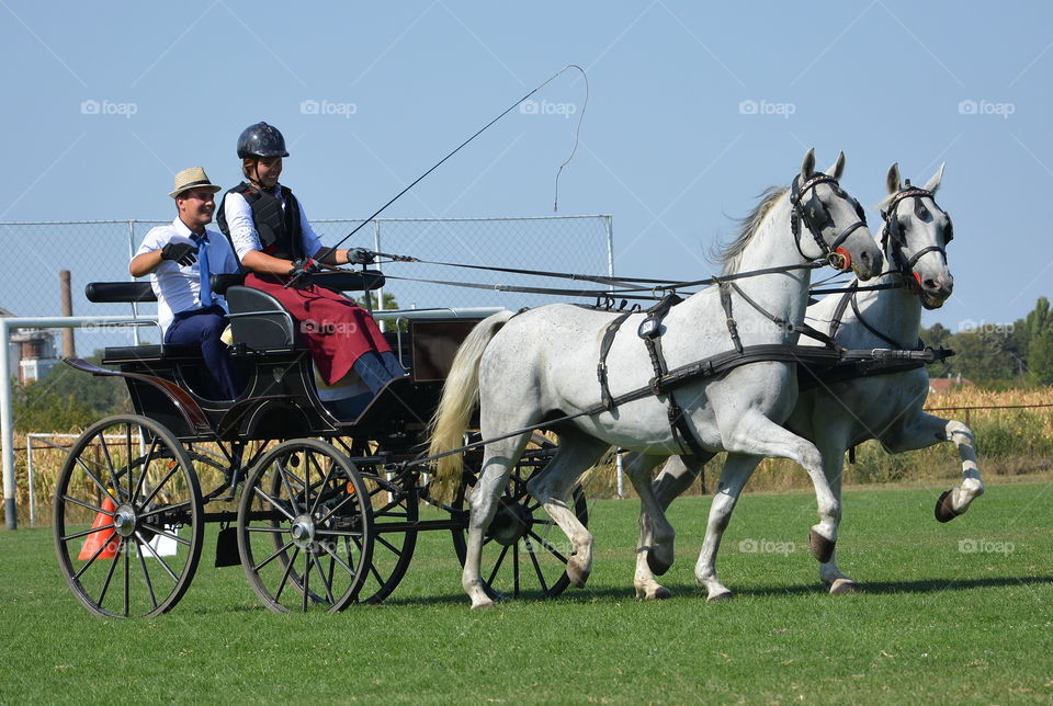 Horse, Cavalry, Carriage, Transportation System, Harness