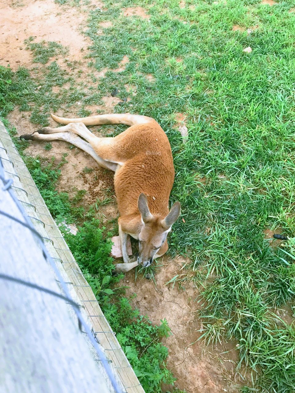 Kangaroo relaxing and basking in the sun 