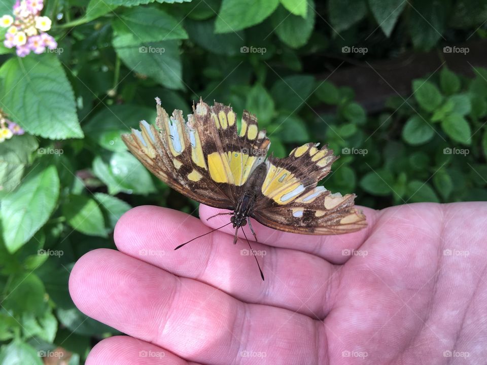 Butterfly house - the wings of a loved one that has seen a lot, felt a lot and lost a lot; let me raise you up with my love and fix your wings so you can fly.