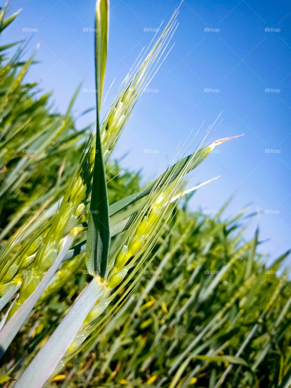 Fresh young wheat ear in the morning light, close-up macro in nature on a light green background.