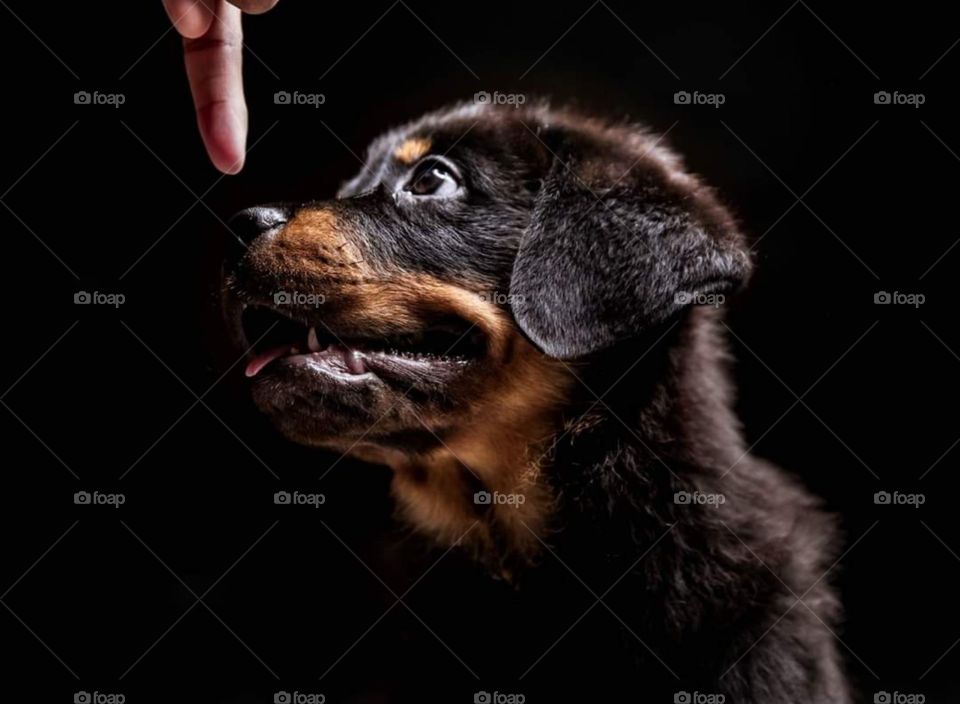 Baby dog my friend's dog