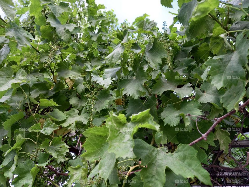 Spanish Grape Plant