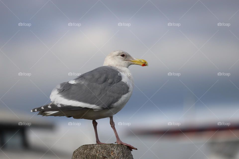 Seagull 