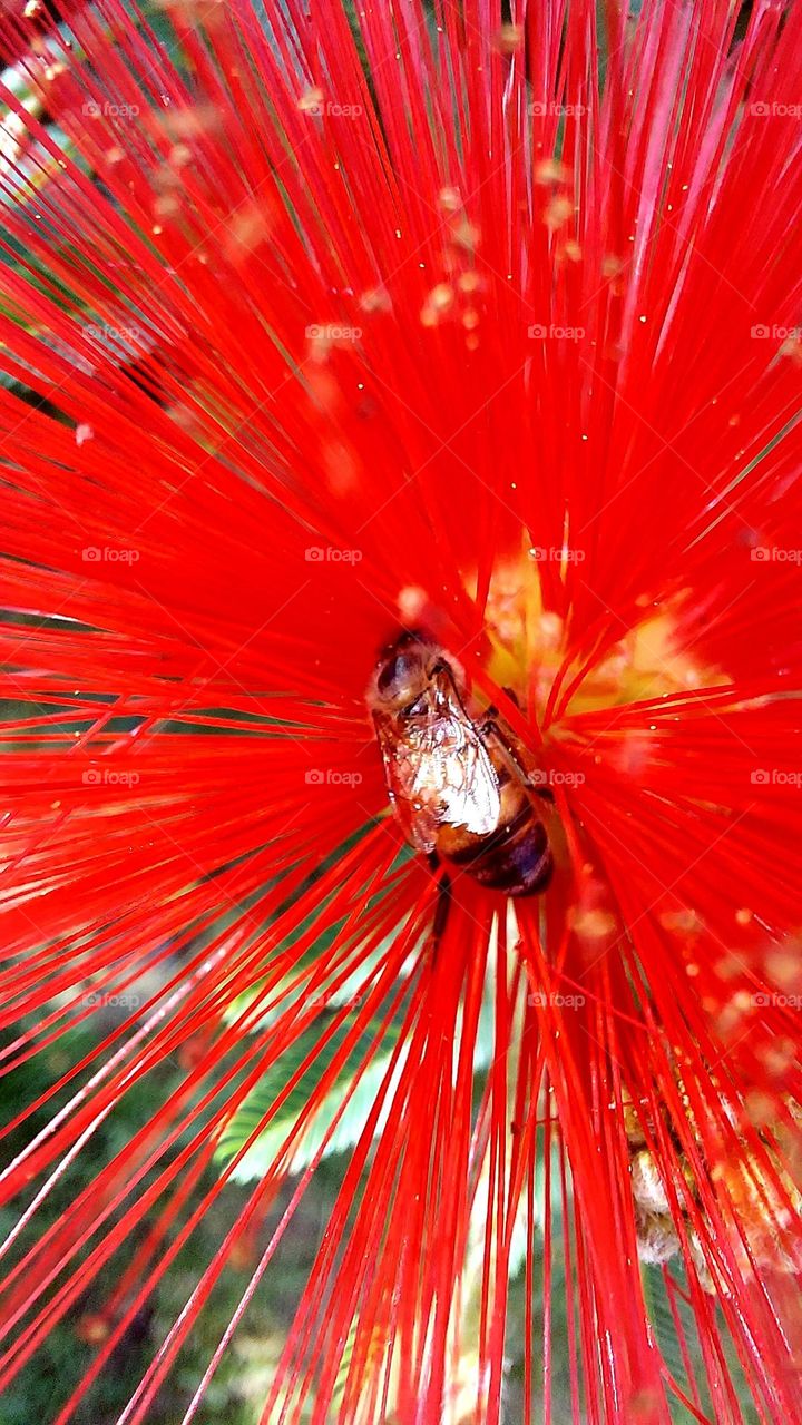 A beleza e as cores da singela flor atraiu uma abelha em busca do néctar.