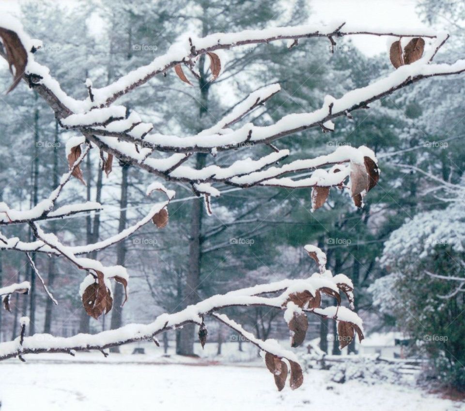 Tree and leaves in snow