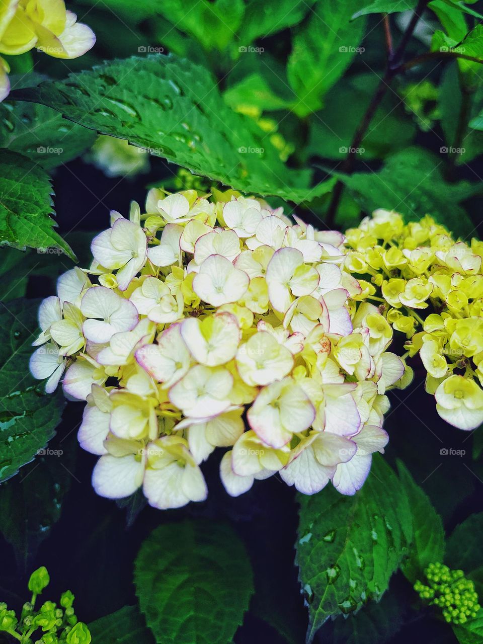 Raindrops on a hydrangea flower 