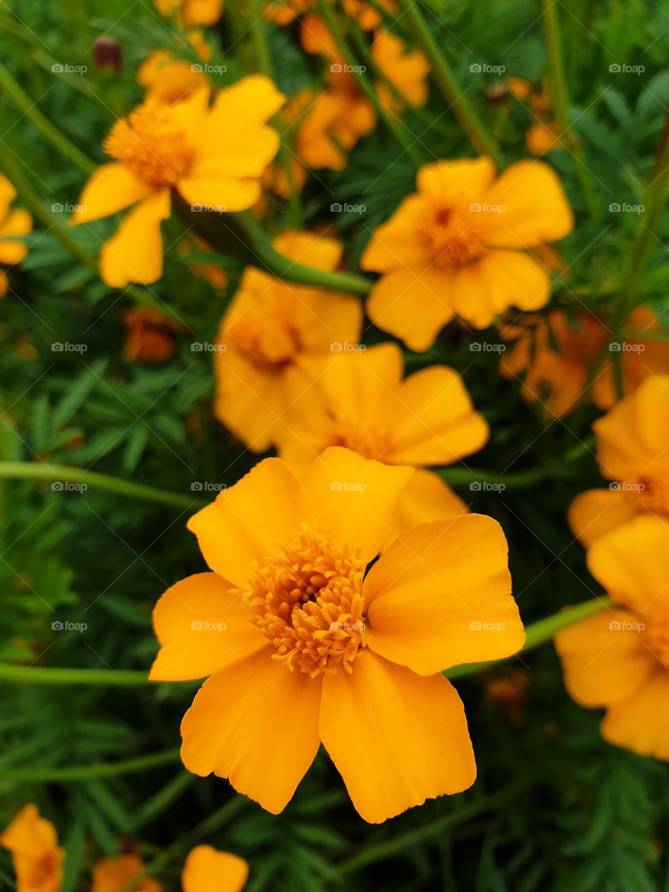 Orange-colored flowers. Closeup.