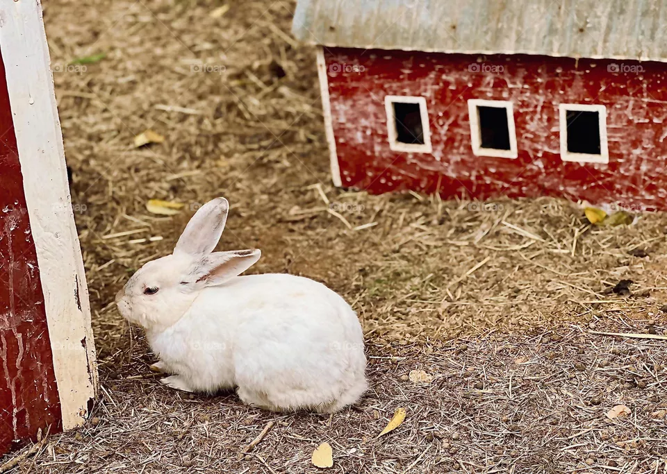 Little bunny