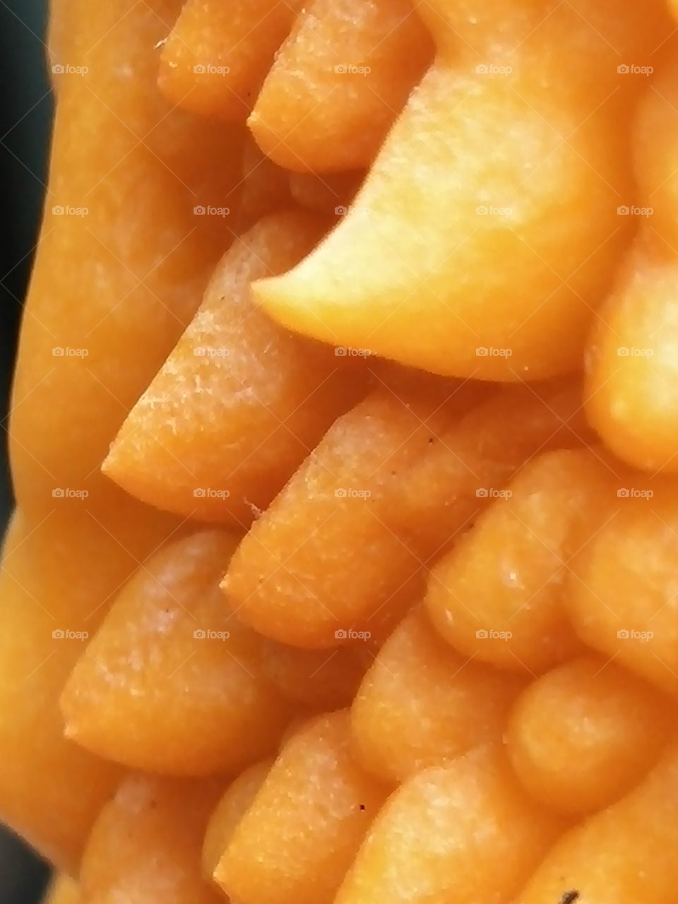 Exploring the bitter gourd surface - 2