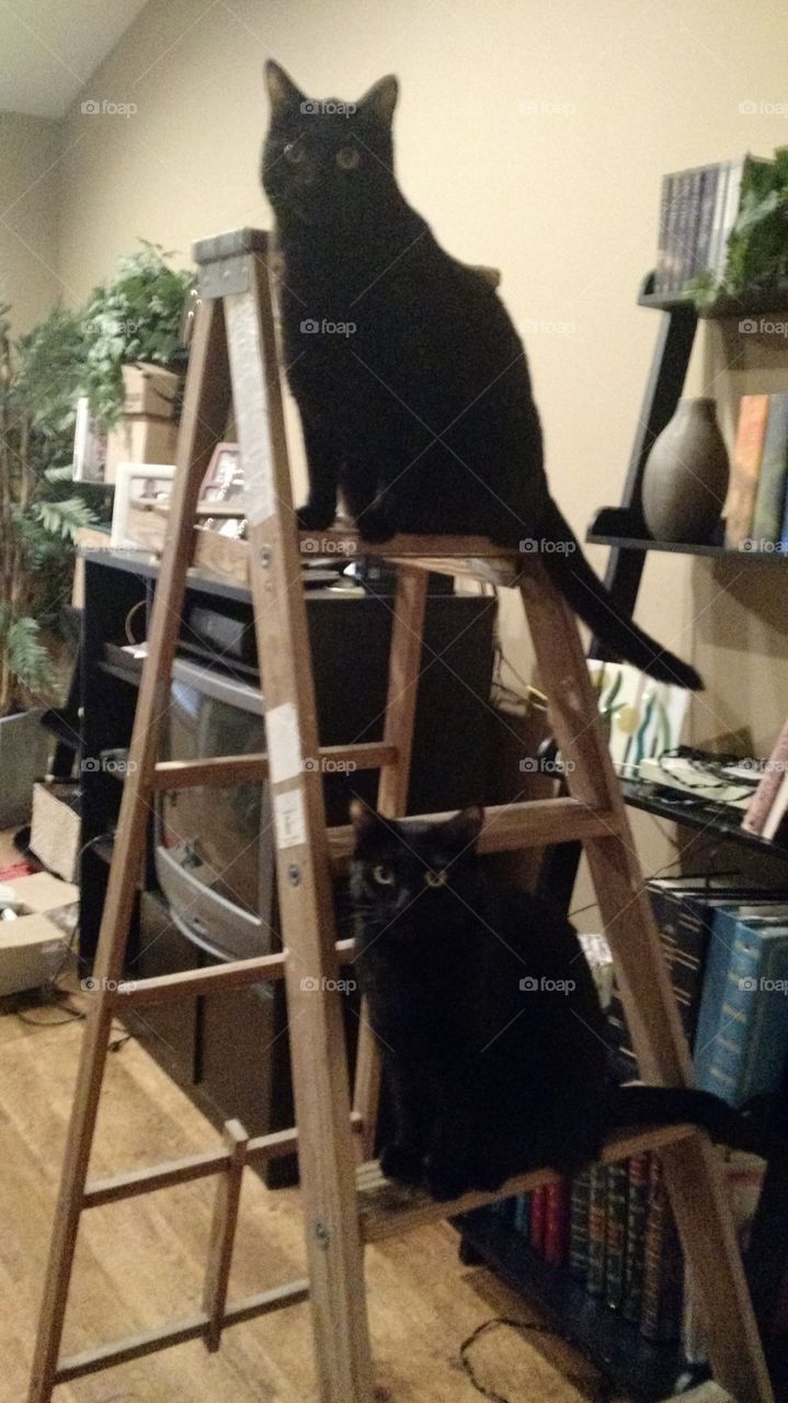 sibling cats on ladder, cute