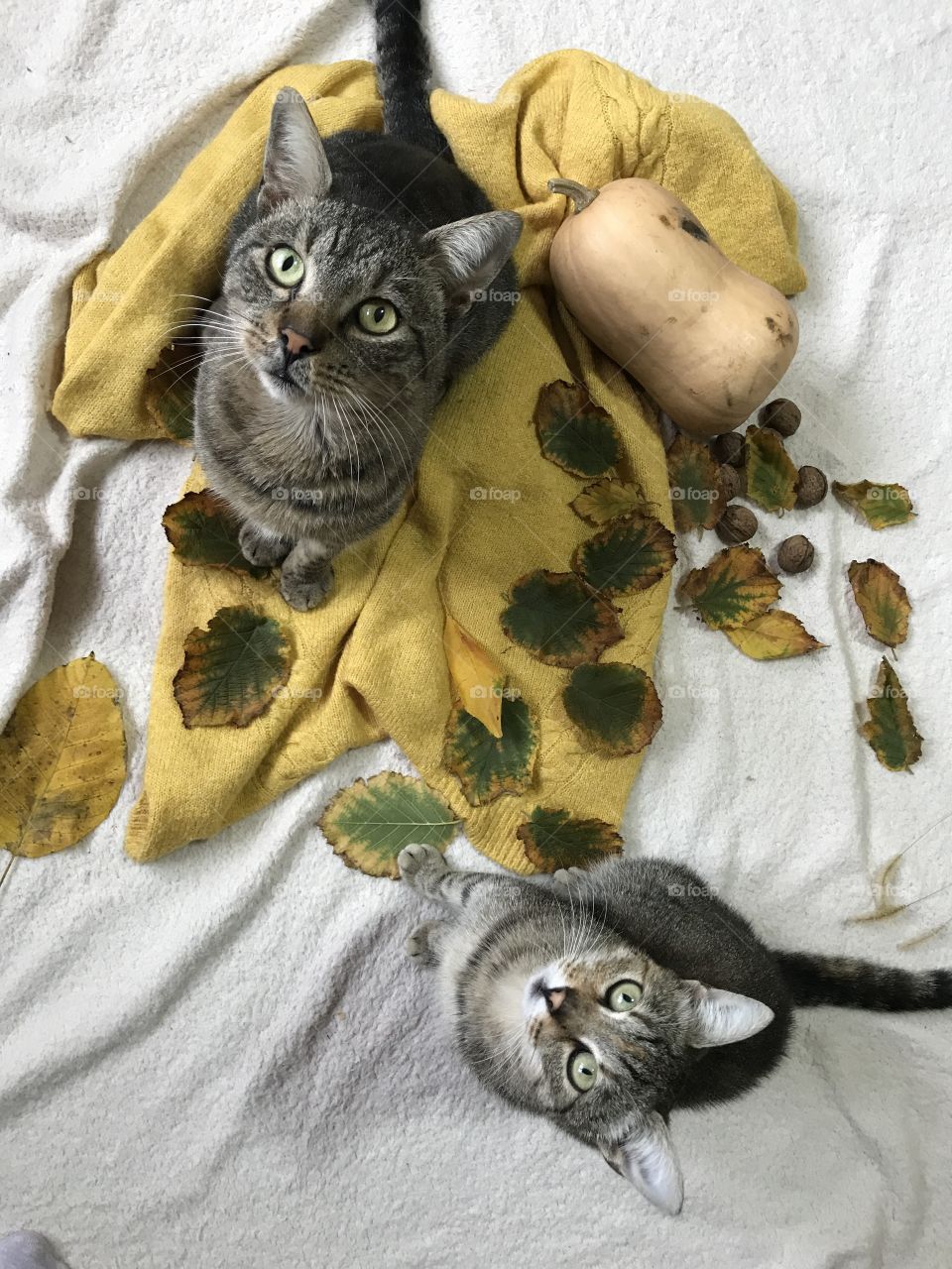 Two cats sitting on a blanket with autumn scenery.