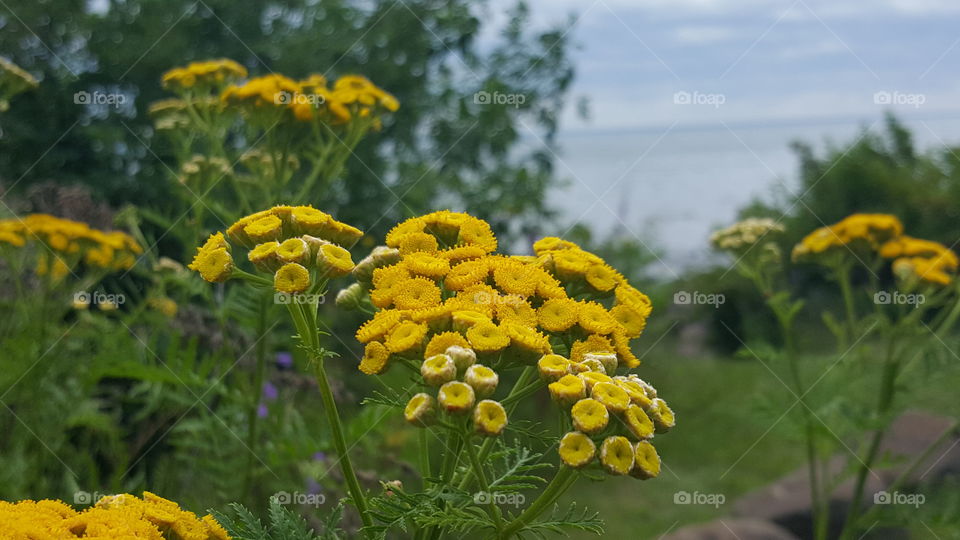 Yellow Weeds Lake Superior Minnesota