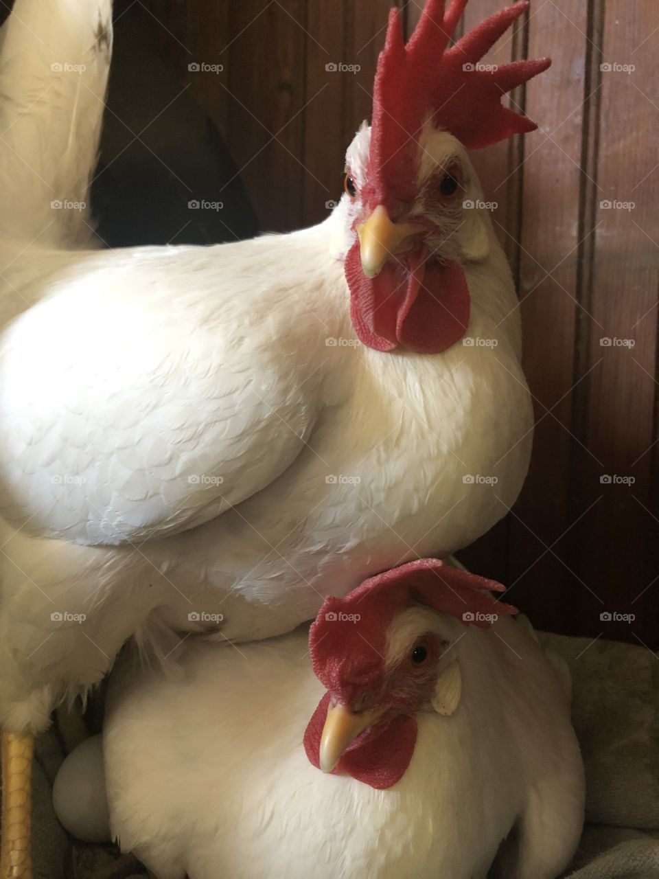 Twin chicken cuddles