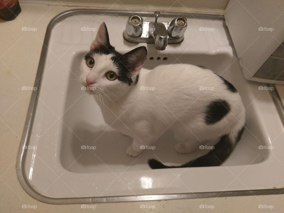 Cat bath in sink