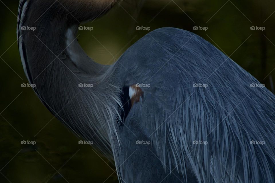 Closeup detail of Great Blue Heron at a lily pond - focus on the plumage and details