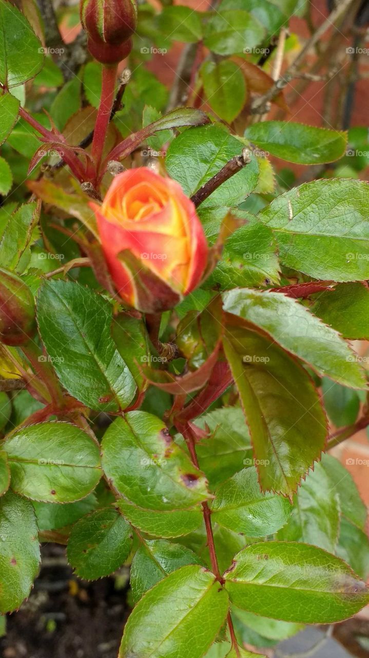 Peach rose bud close up
