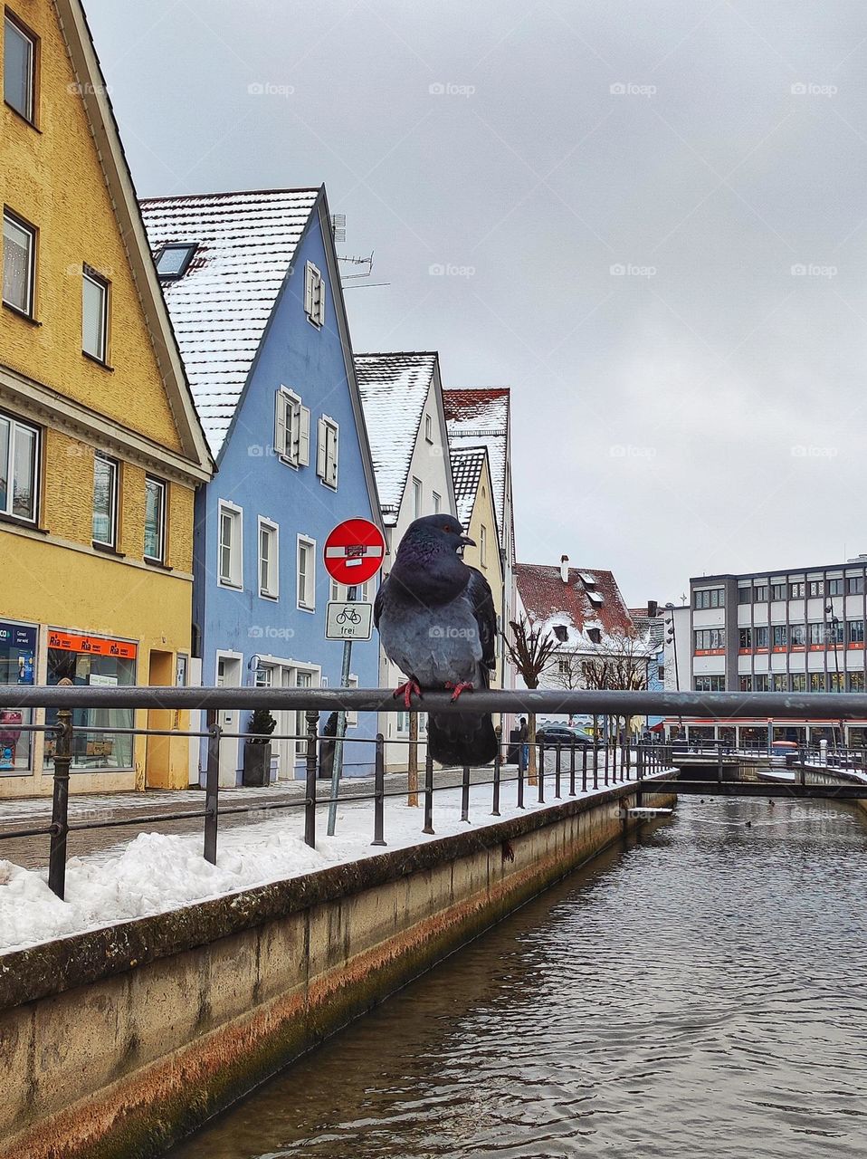 A beautiful colourful photo of a pigeon siting on the side rails in the winter in snowy Germany