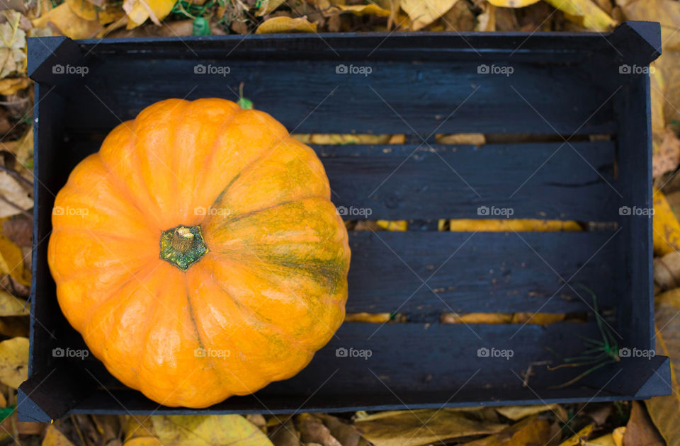 Pumpkin, Fall, Halloween, No Person, Grow