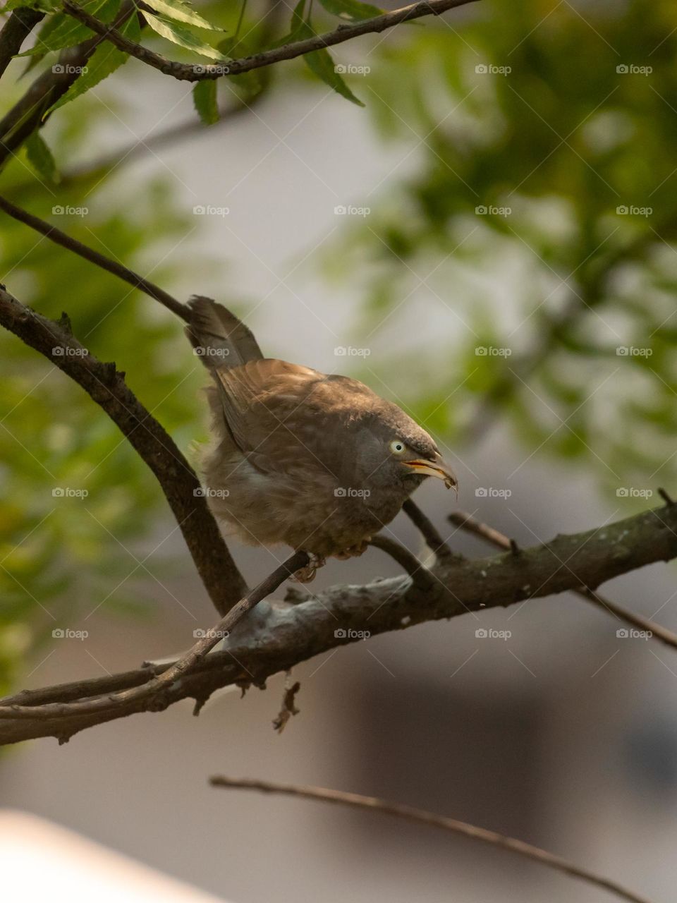 Jungle Babbler