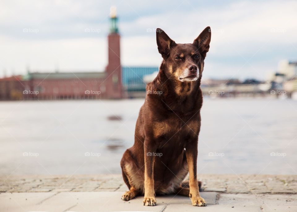 Australian Kelpie in Stockholm Sweden