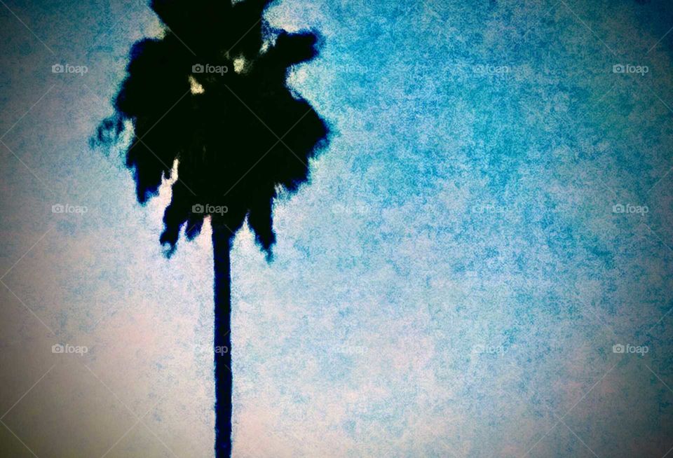Dusky Sky and Silhouette of Palm Tree