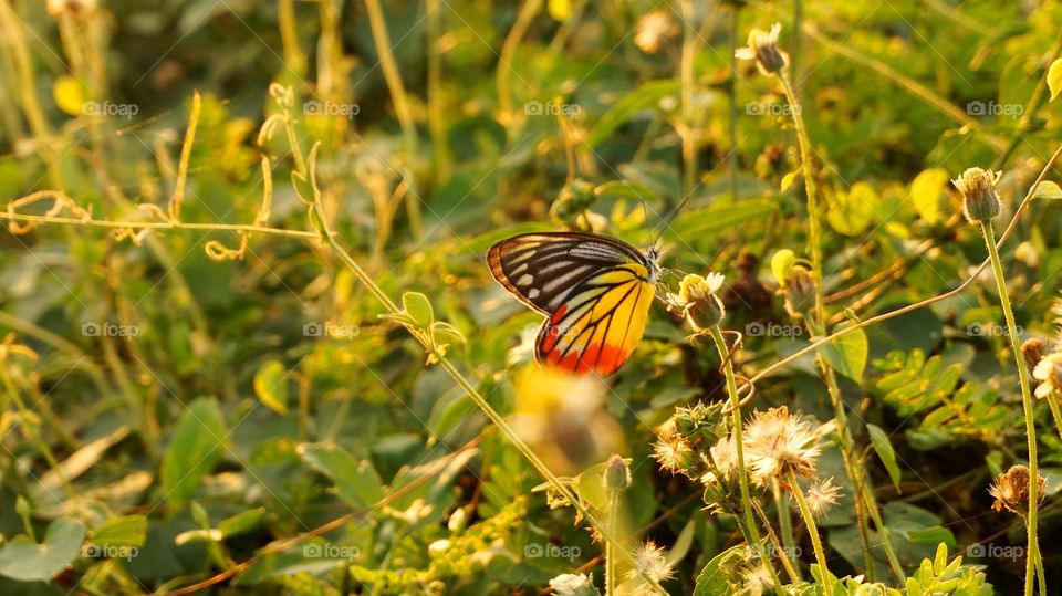 Butterfly in flower field 
