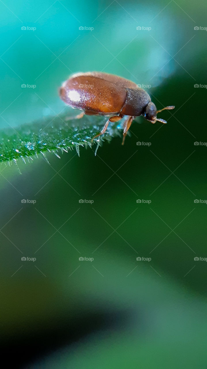 macrophoto of the bug made with phone