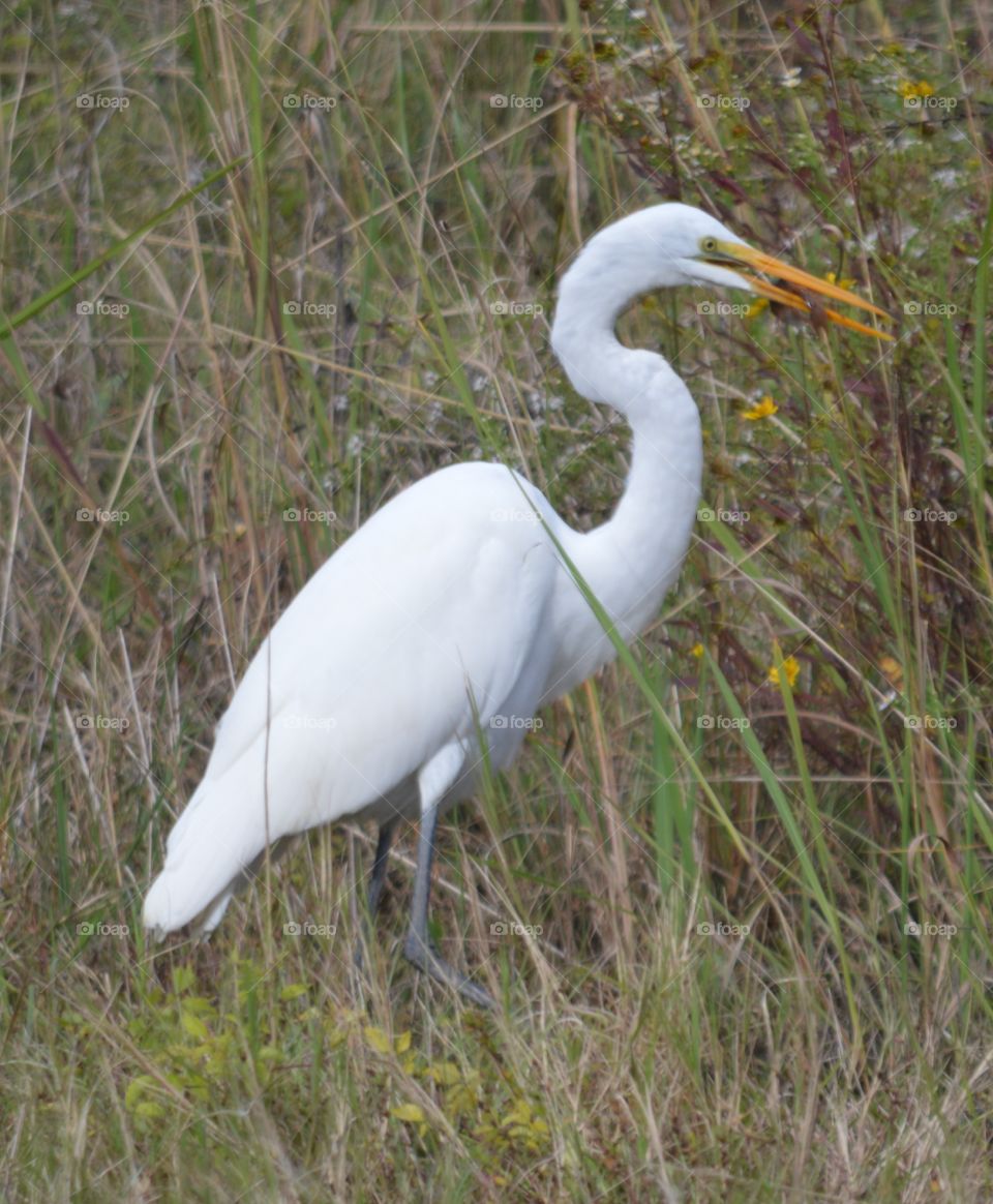 Great Egret