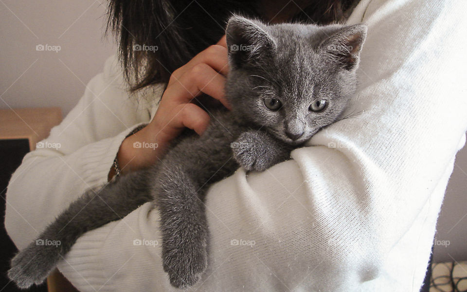 Arms holding a kitty