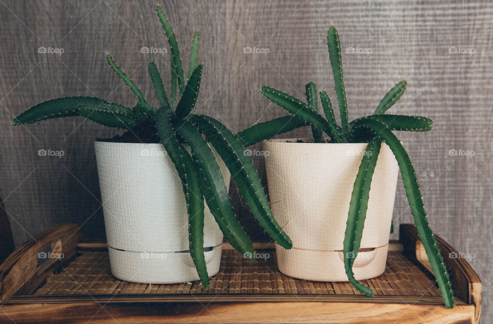 Close-up of potted plants