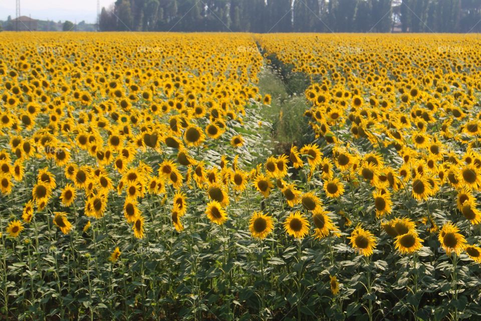 Sunflowers