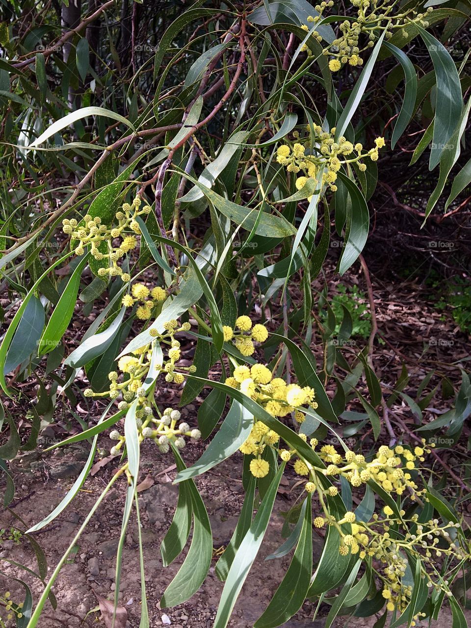 First blooming mimosa