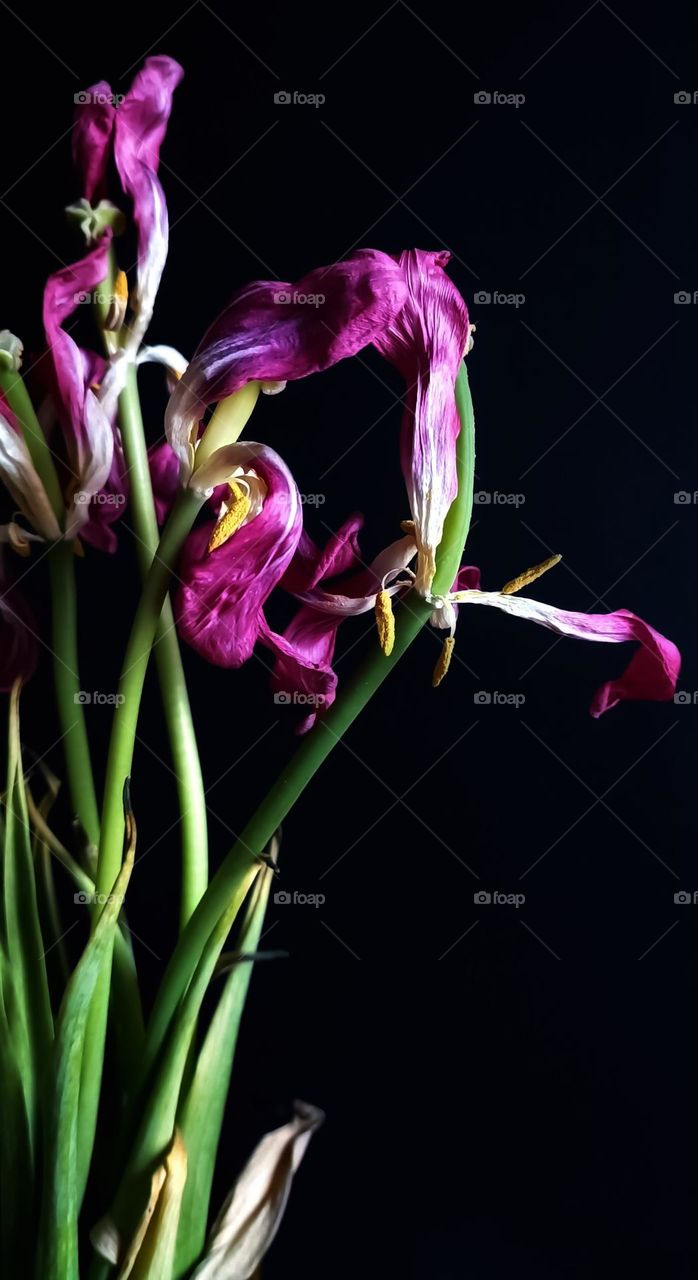 Dried flowers on dark background