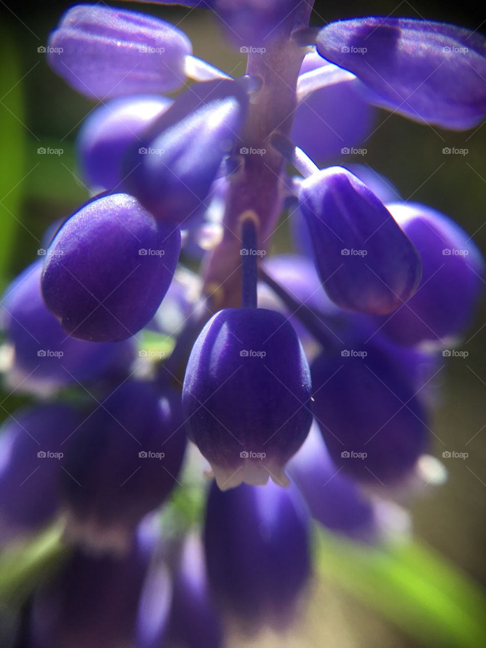 Grape hyacinth closeup