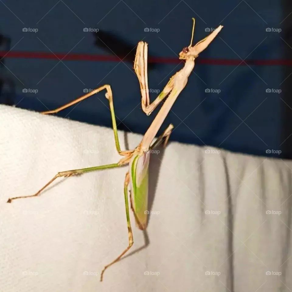 an insect