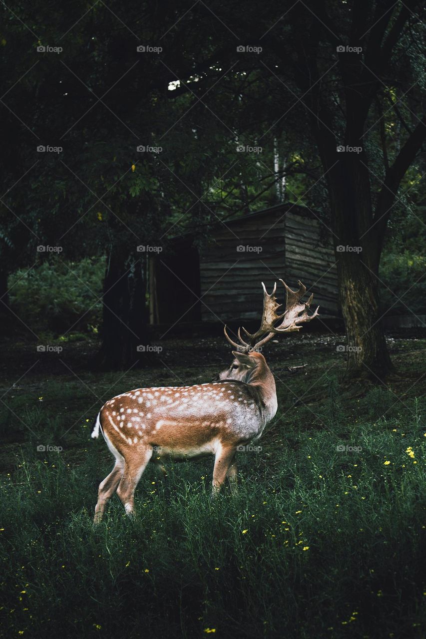 The Silence Of Nature Honestly Speaks Louder Than Any Word