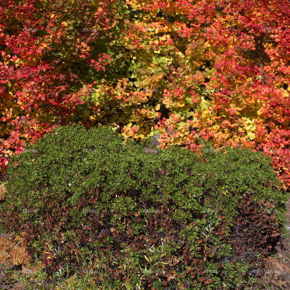 Maple leaves in their brilliant fall colors in the forests of Oregon 